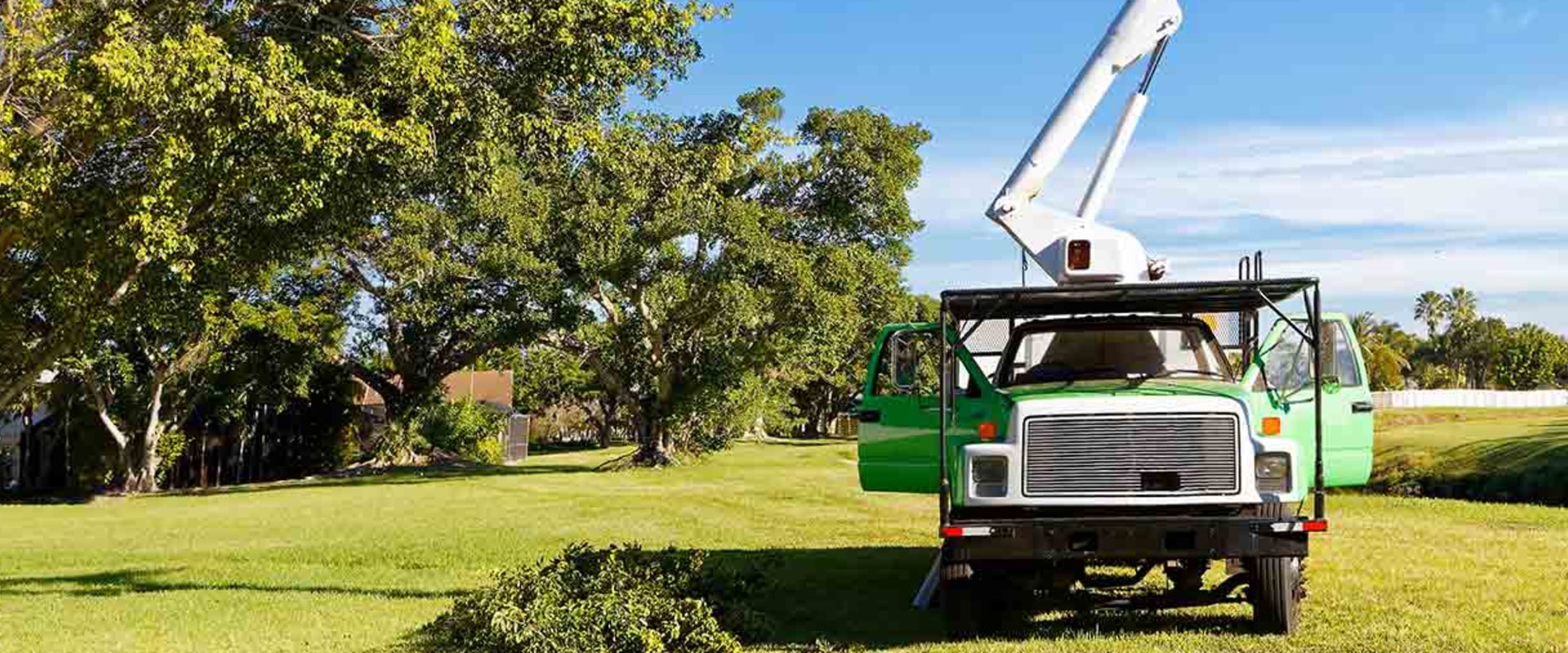 The Benefits of Hiring a Certified Texas Arborist for Tree Services
