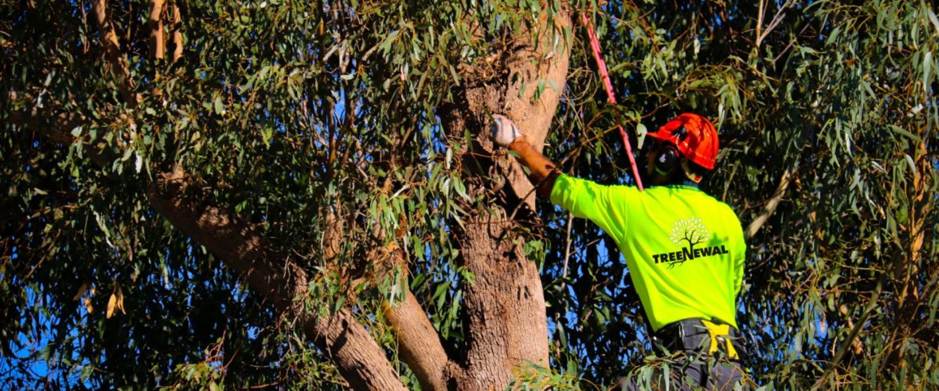 Safe and Efficient Tree Pruning Techniques Used by Certified Texas ...