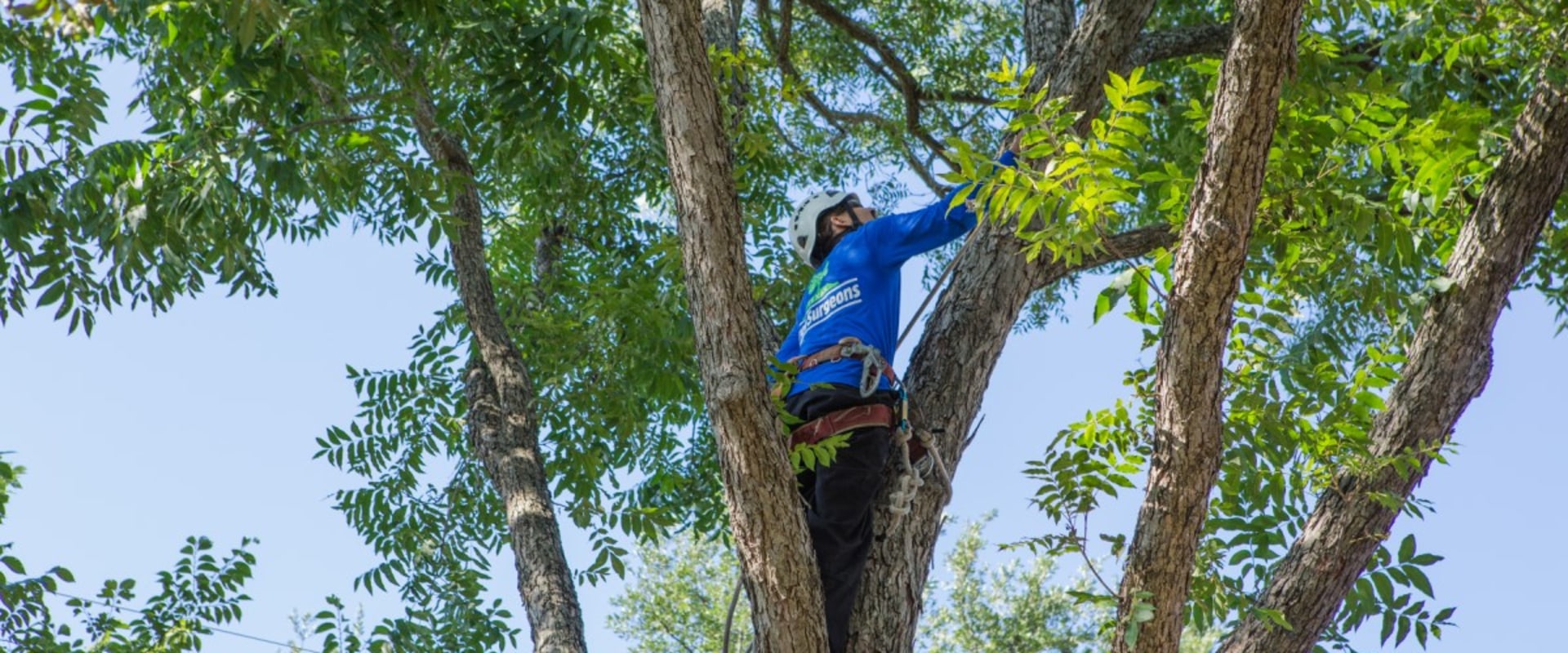 When is the Best Time to Prune Trees in Texas? A Guide for Homeowners