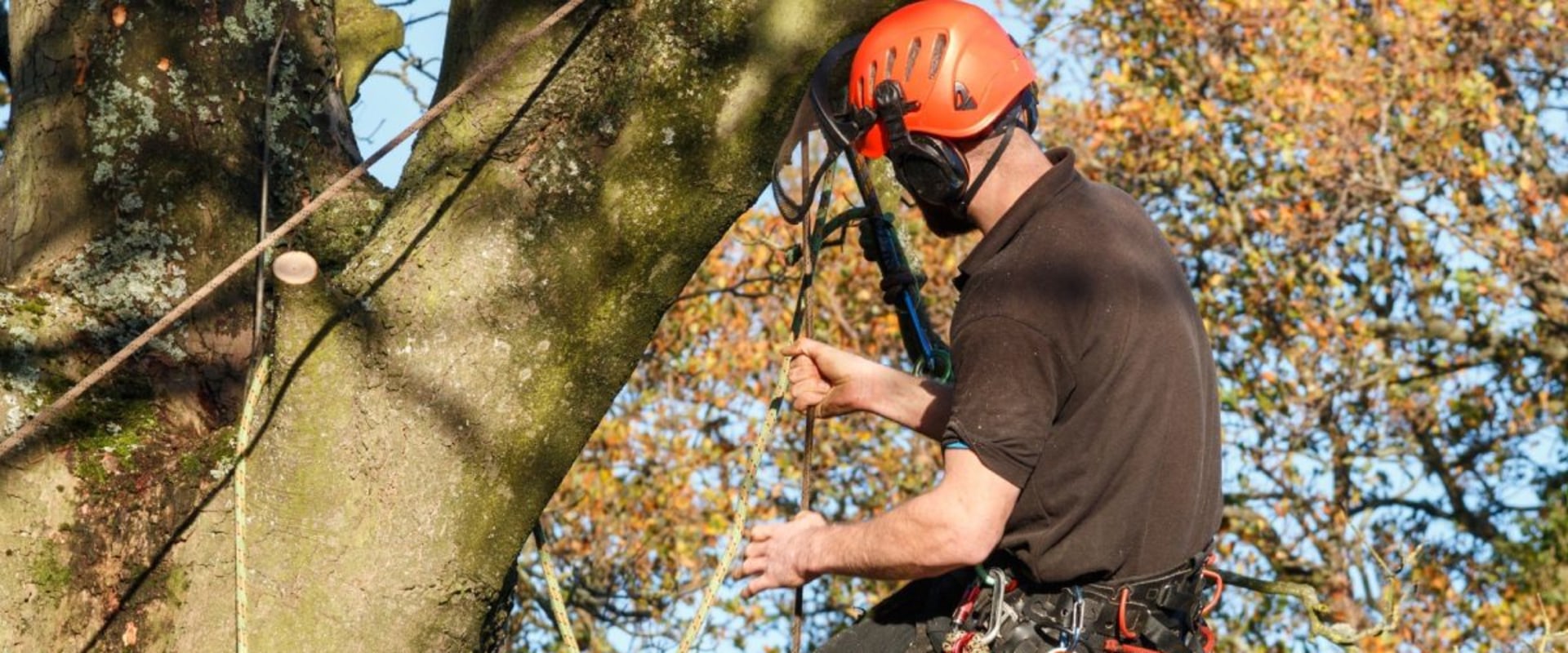What is the Difference Between a Texas Arborist and a Tree Surgeon?