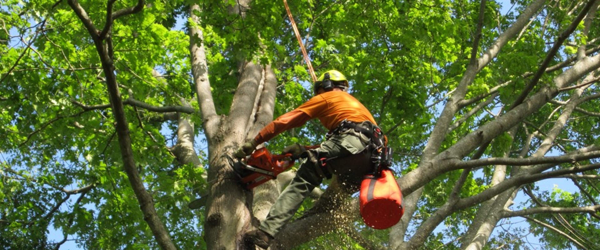 Texas Arborists Expert Tree Care for North Texas