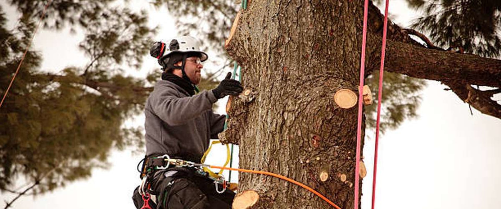 What Qualifications Does an Arborist Need to Have?