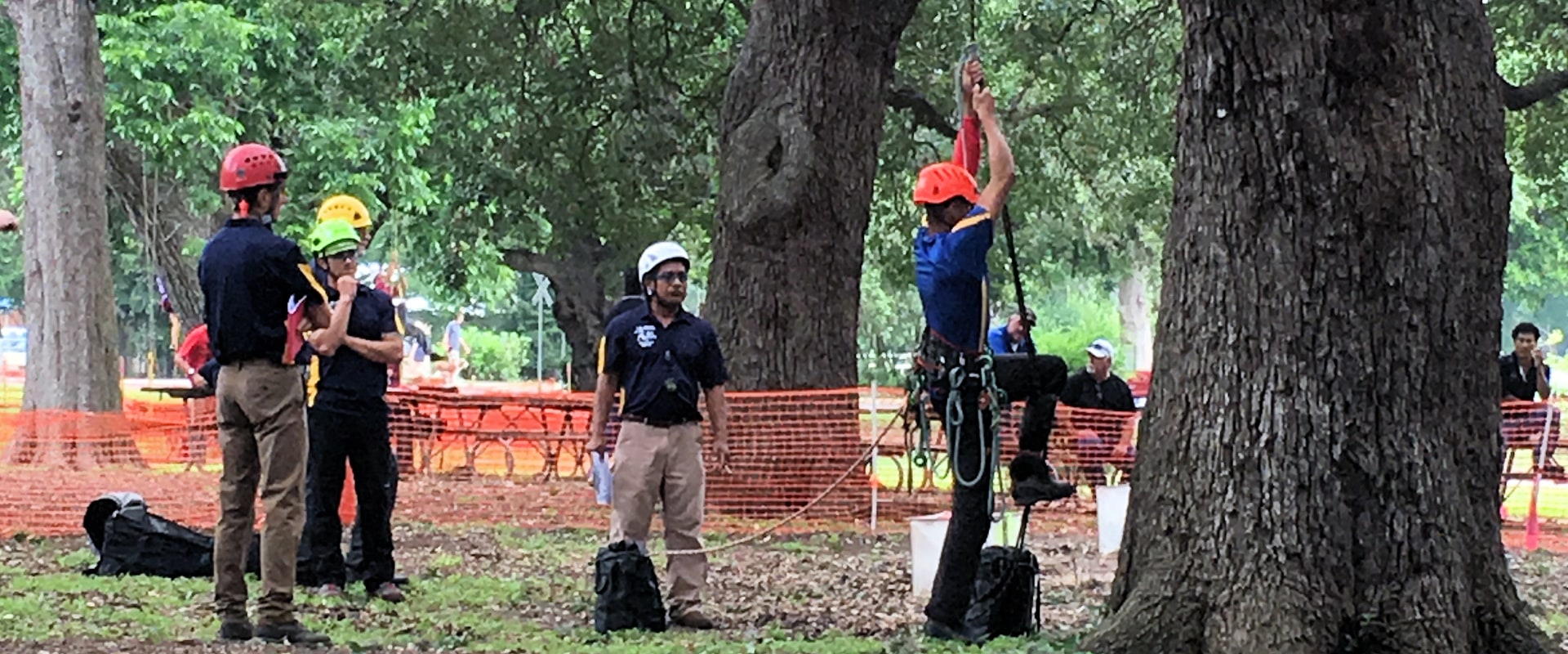 How to Assess the Health of a Tree An Arborist's Guide