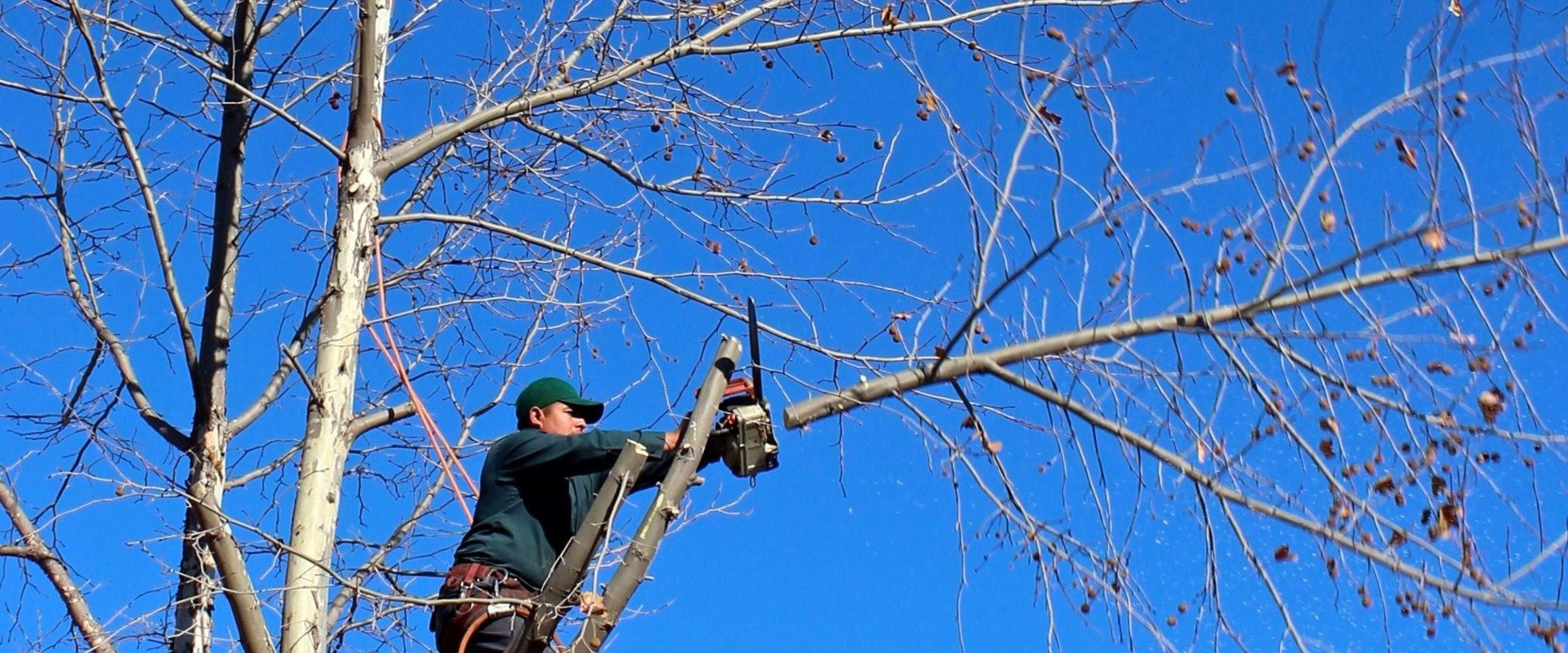 What Regulations Do Texas Arborists Need to Follow When Working on Trees?