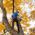 How Arborists in Texas Manage Equipment Transfers Between Large Service Areas