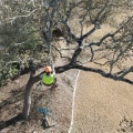 Why Property Owners Rely On Texas Arborists For Tree Service In Austin, TX