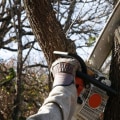 The Benefits of Hiring a Certified Texas Arborist for Tree Services