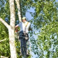 Safety Measures Texas Arborists Must Take When Working on Trees