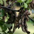 How Often Should You Have Your Trees Inspected by a Certified Texas Arborist for Disease or Damage?