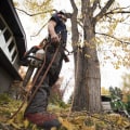 Finding a Qualified Texas Arborist: A Step-by-Step Guide