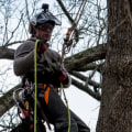 Insurance for Texas Arborists: What Type of Coverage Do Tree Care Professionals Need?