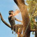 What Equipment Do Certified Texas Arborists Use to Trim Trees Safely and Efficiently?