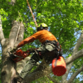 Texas Arborists: Expert Tree Care for North Texas