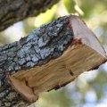 Texas Trees: Pruning Tips from Arborists