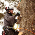 What Qualifications Does an Arborist Need to Have?