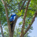 Is Your Tree Ready for Pruning? Here's What a Texas Arborist Recommends