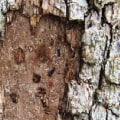 What Type of Insurance Do Certified Texas Arborists Need When Working on Trees?