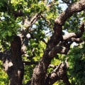 How Much Does it Cost to Hire a Certified Texas Arborist for Tree Services?