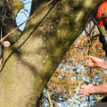 Tree Surgeon vs Arborist: What's the Difference?