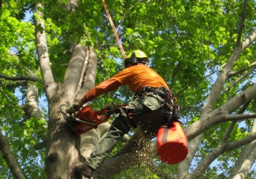 What is the Difference Between a Dendrologist and an Arborist?