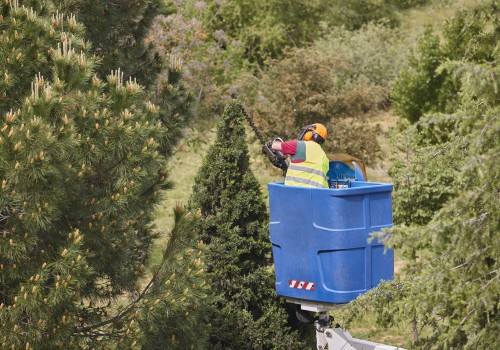 What Equipment Do Texas Arborists Use to Trim Trees Safely?