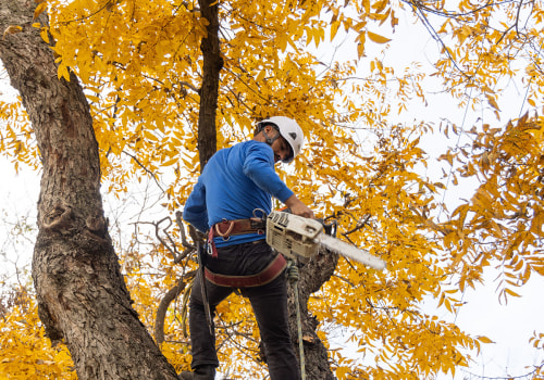 How Arborists in Texas Manage Equipment Transfers Between Large Service Areas