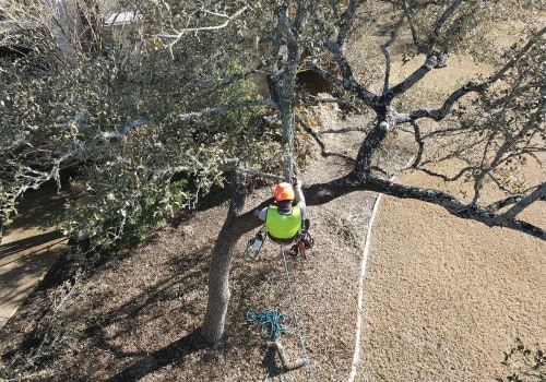 Why Property Owners Rely On Texas Arborists For Tree Service In Austin, TX