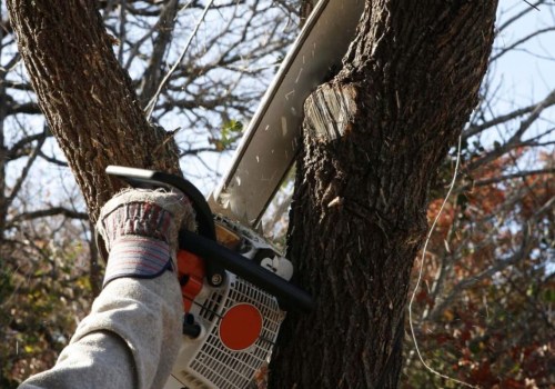 The Benefits of Hiring a Certified Texas Arborist for Tree Services