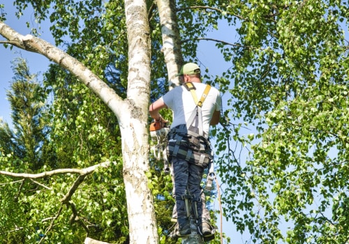 Safety Measures Texas Arborists Must Take When Working on Trees
