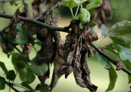 How Often Should You Have Your Trees Inspected by a Certified Texas Arborist for Disease or Damage?
