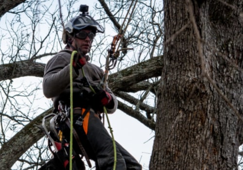 Insurance for Texas Arborists: What Type of Coverage Do Tree Care Professionals Need?