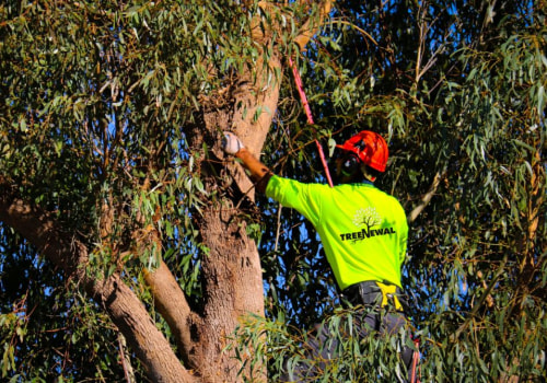 Safe and Efficient Tree Pruning Techniques Used by Certified Texas Arborists