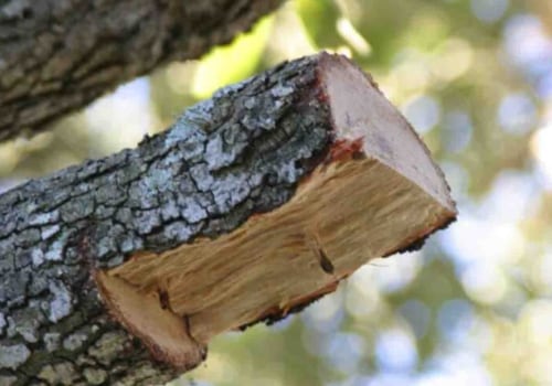 Texas Trees: Pruning Tips from Arborists