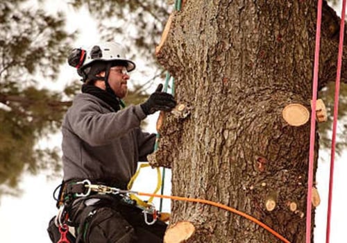 What Qualifications Does an Arborist Need to Have?