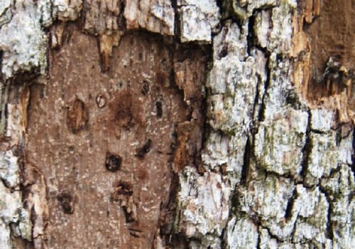 What Type of Insurance Do Certified Texas Arborists Need When Working on Trees?