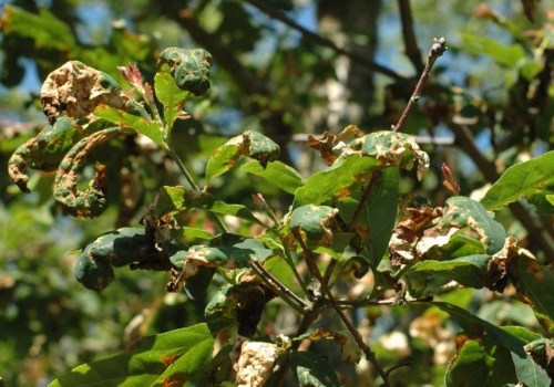 What Tree Diseases Can a Certified Texas Arborist Treat?